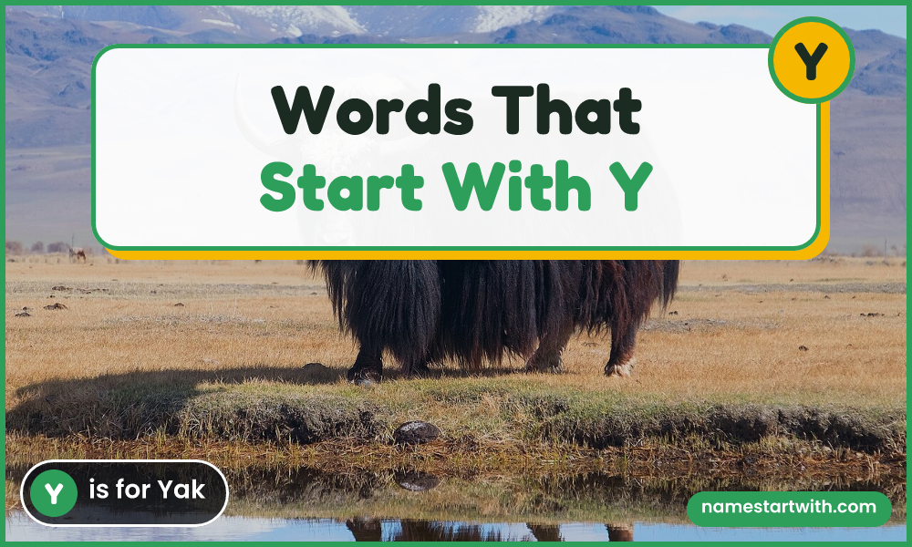 Yak — words that start with y